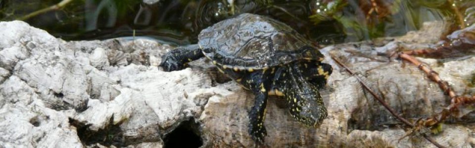 Testuggine palustre (Emys orbicularis ingauna)