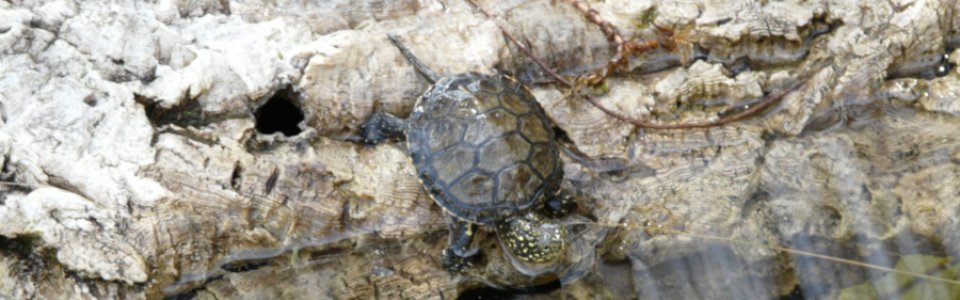 Testuggine palustre (Emys orbicularis ingauna)