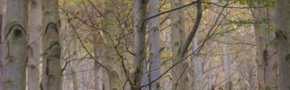 Alberi del Melogno (Ph: Giancarlo Silvestrini)