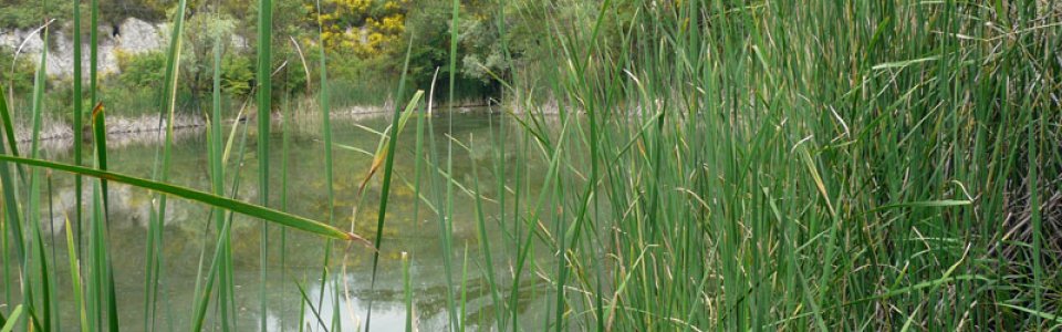 Tartaruga Emys (Ph: Provincia di Savona)