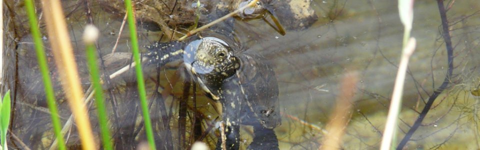 Tartaruga Emys (Ph: Provincia di Savona)