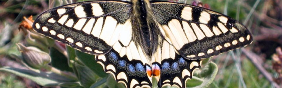 Farfalla (Ph: Renza Delbuono)