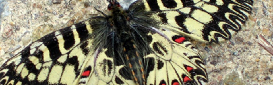 Farfalla (Ph: Renza Delbuono)