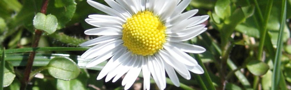 Fiore di Stella (Ph: Cristina Parente)