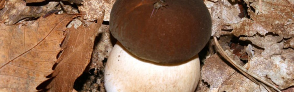 Boletus aereus (Ph: Pietro Baccino)