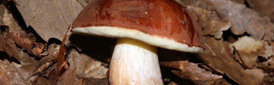 Xerocomus badius (Ph: Pietro Baccino)