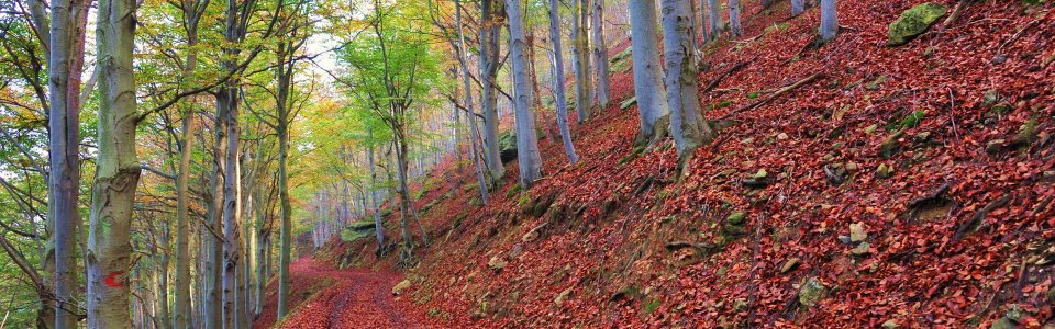 Alberi del Melogno (Ph: Giancarlo Silvestrini)