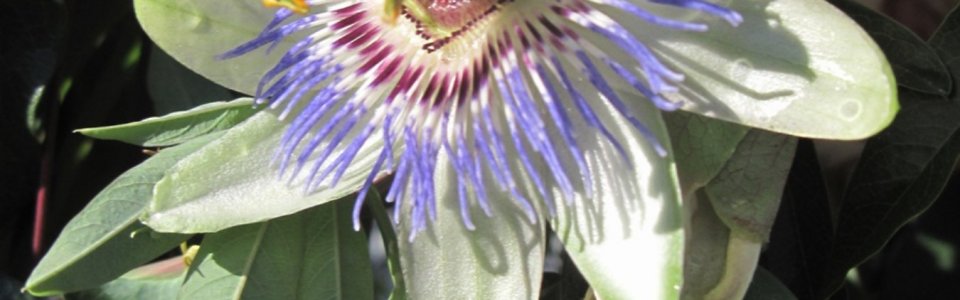 Passiflora (Ph: Mario Marchisio)