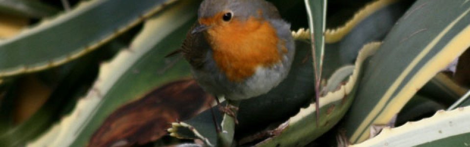 Pettirosso (Ph: Pietro Baccino)