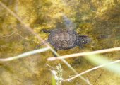 Emys orbicularis, la testuggine palustre ingauna