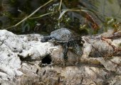Testuggine palustre (Emys orbicularis ingauna)