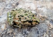 Ph Pelodytes punctatus: Matteo Graglia, Valerio Lo Presti